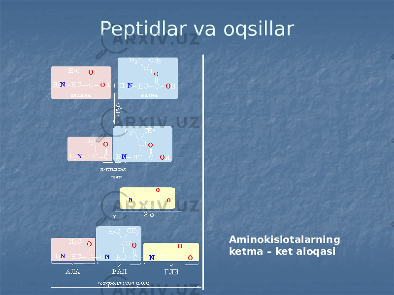 Peptidlar va oqsillar Aminokislotalarning ketma – ket aloqasi 