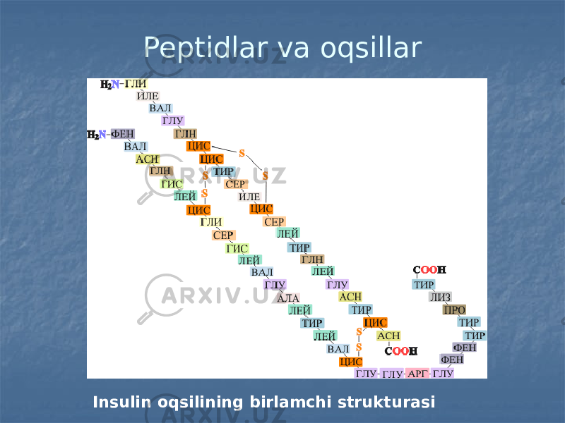Peptidlar va oqsillar Insulin oqsilining birlamchi strukturasi 