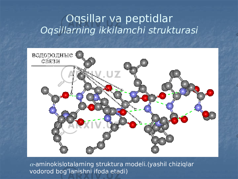 Oqsillar va peptidlar Oqsillarning ikkilamchi strukturasi -aminokislotalarning struktura modeli.(yashil chiziqlar vodorod bog’lanishni ifoda etadi) 