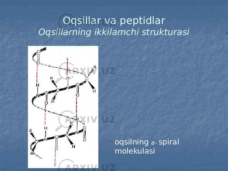 Oqsillar va peptidlar Oqsillarning ikkilamchi strukturasi oqsilning a- spiral molekulasi 