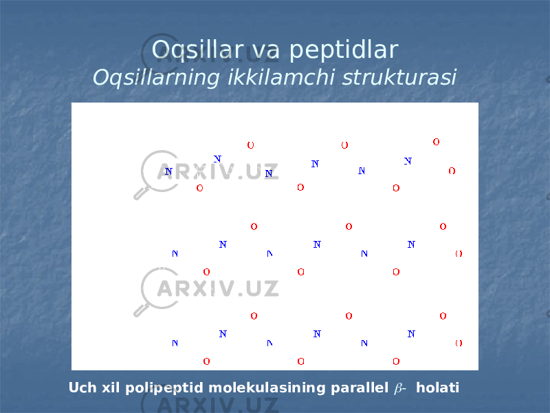 Oqsillar va peptidlar Oqsillarning ikkilamchi strukturasi Uch xil polipeptid molekulasining parallel  - holati 