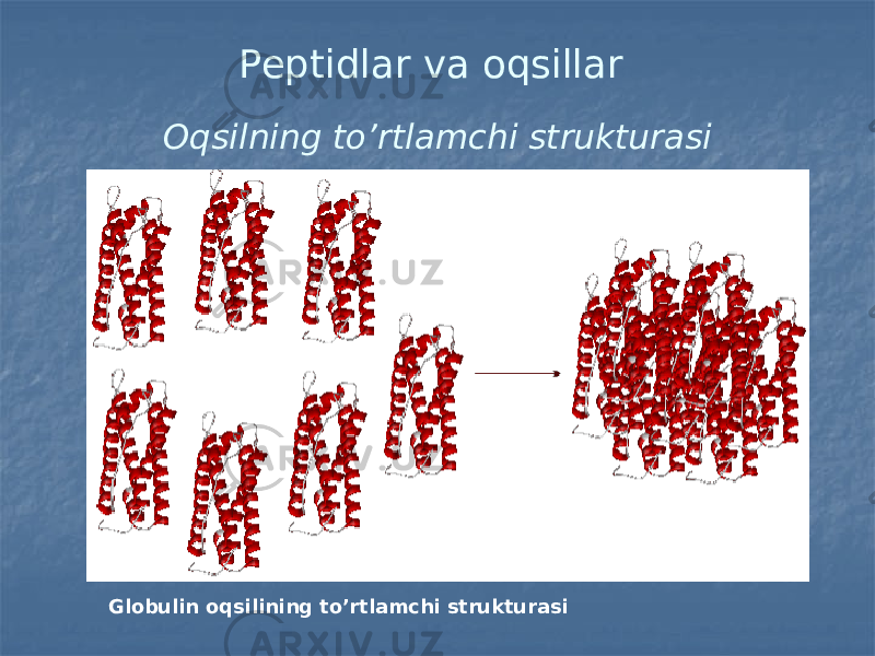 Peptidlar va oqsillar Oqsilning to’rtlamchi strukturasi Globulin oqsilining to’rtlamchi strukturasi 