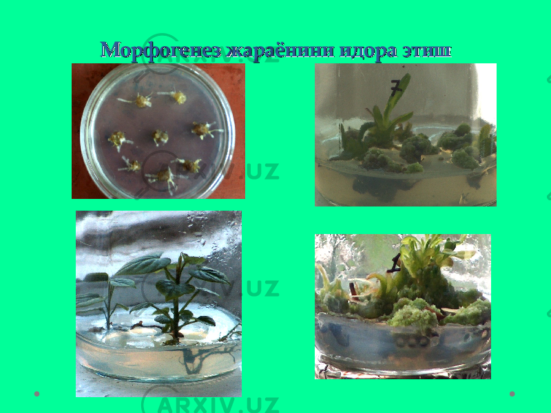 Морфогенез жараёнини идора этишМорфогенез жараёнини идора этиш 