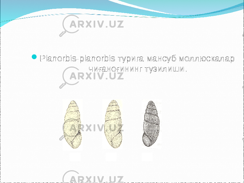  Planorbis-planorbis турига мансуб моллюскалар чиғаноғининг тузилиши . 