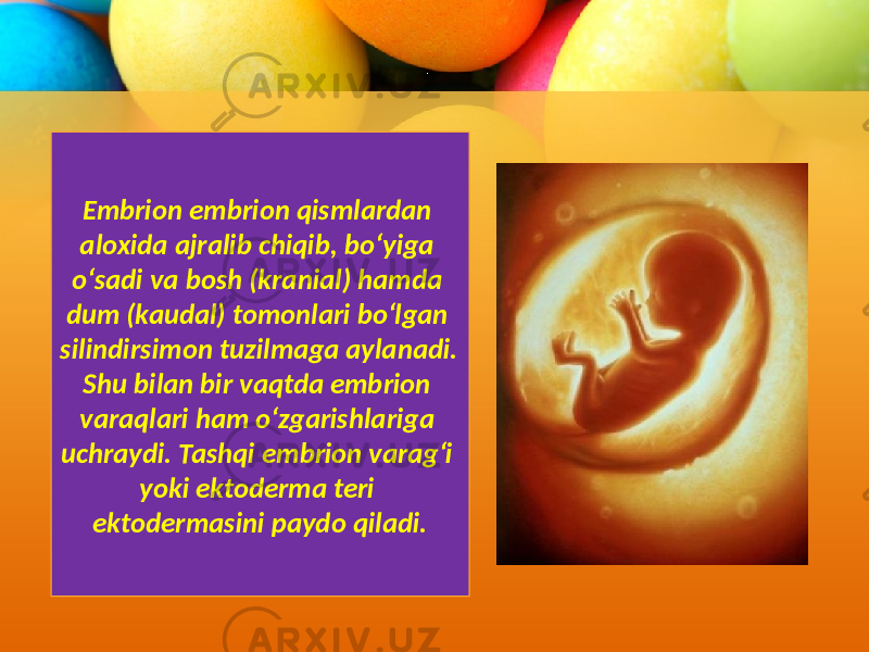 Embrion embrion qismlardan aloxida ajralib chiqib, bo‘yiga o‘sadi va bosh (kranial) hamda dum (kaudal) tomonlari bo‘lgan silindirsimon tuzilmaga aylanadi. Shu bilan bir vaqtda embrion varaqlari ham o‘zgarishlariga uchraydi. Tashqi embrion varag‘i yoki ektoderma teri ektodermasini paydo qiladi. 