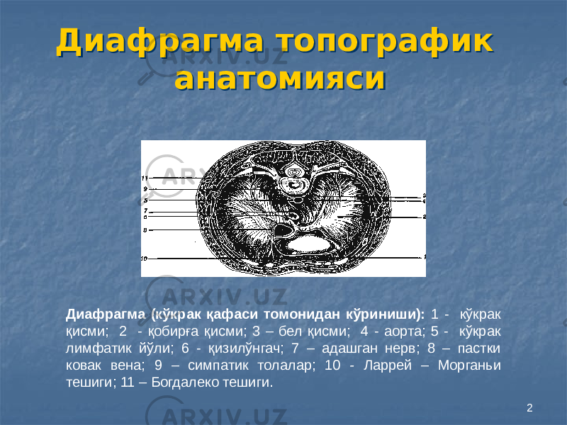 2Диафрагма топографик анатомиясиДиафрагма топографик анатомияси Диафрагма (кўкрак қафаси томонидан кўриниши): 1 - кўкрак қисми; 2 - қобирға қисми; 3 – бел қисми; 4 - аорта; 5 - кўкрак лимфатик йўли; 6 - қизилўнгач; 7 – адашган нерв; 8 – пастки ковак вена; 9 – симпатик толалар; 10 - Ларрей – Морганьи тешиги; 11 – Богдалеко тешиги. 