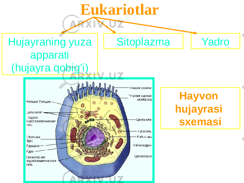 Eukariotlar Hujayraning yuza apparati (hujayra qobig’i) Sitoplazma Yadro Hayvon hujayrasi sxemasi 