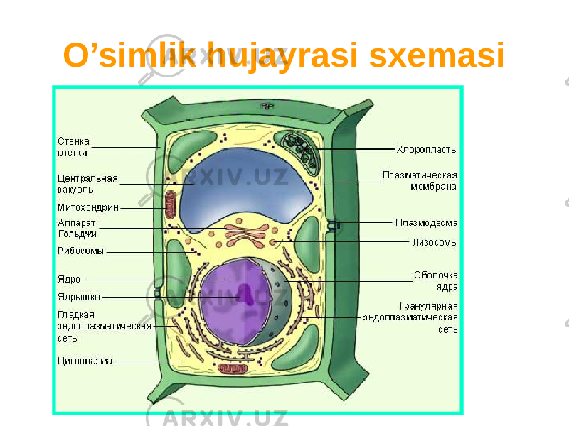 O’simlik hujayrasi sxemasi 