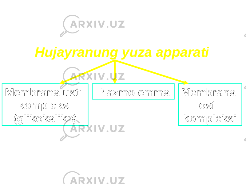 Hujayranung yuza apparati PlazmolemmaMembrana usti kompleksi (glikokaliks) Membrana osti kompleksi 