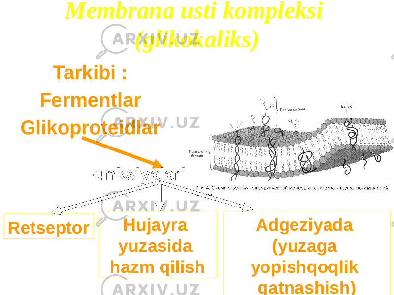 Membrana usti kompleksi (glikokaliks) Tarkibi : Fermentlar Glikoproteidlar Funksiyalari Retseptor Hujayra yuzasida hazm qilish Adgeziyada (yuzaga yopishqoqlik qatnashish) 