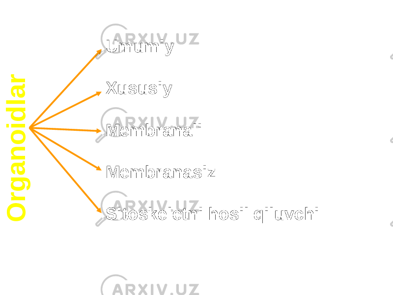 O r g a n o i d l a rUmumiy Xususiy Membranali Membranasiz Sitoskeletni hosil qiluvchi 