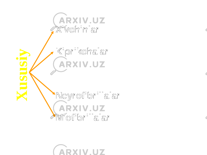 X u s u s i yXivchinlar Kiprikchalar Neyrofibrillalar Miofibrillalar 