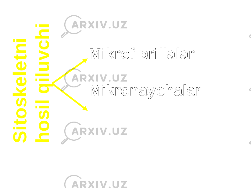 S i t o s k e l e t n i h o s i l q i l u v c h iMikrofibrillalar Mikronaychalar 