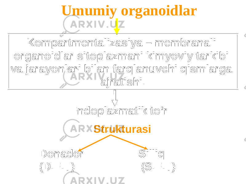 Umumiy organoidlar Kompartmentalizasiya – membranali organoidlar sitoplazmani kimyoviy tarkibi va jarayonlari bilan farqlanuvchi qismlarga ajratishi. Endoplazmatik to’r Strukturasi Donador Silliq (D.E.T) (S.E.T) 