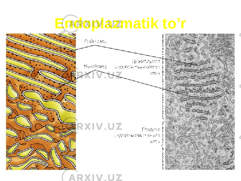 Endoplazmatik to’r 