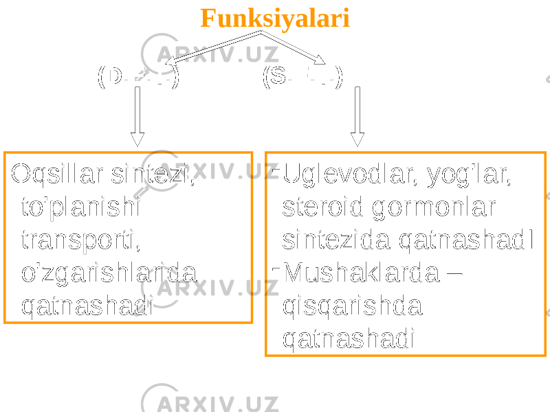 Funksiyalari Oqsillar sintezi, to&#39;planishi transporti, o&#39;zgarishlarida qatnashadi - Uglevodlar, yog&#39;lar, steroid gormonlar sintezida qatnashadI - Mushaklarda – qisqarishda qatnashadi (D.E.T.) (S.E.T.) 