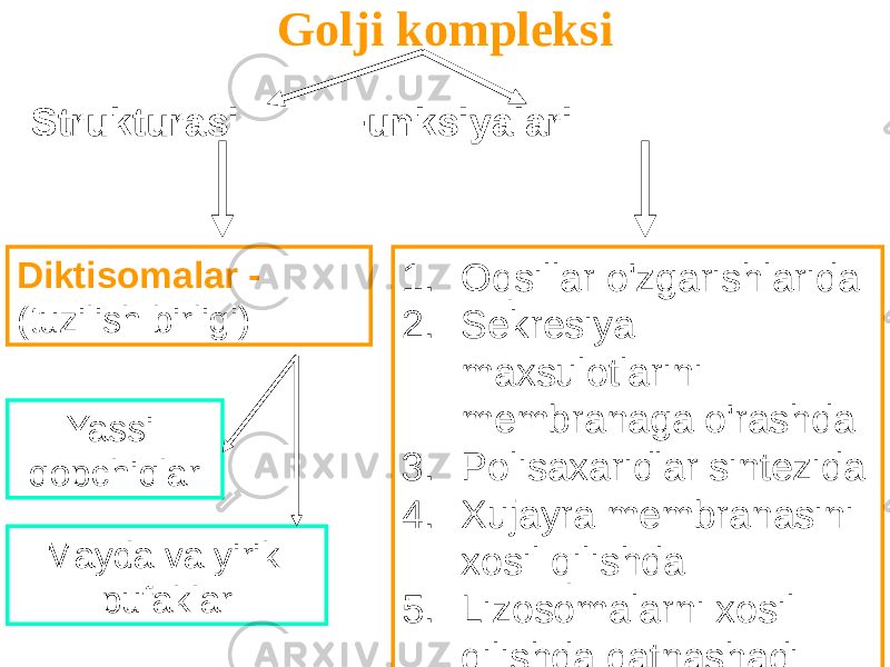 Golji kompleksi Diktisomalar - (tuzilish birligi) 1. Oqsillar o&#39;zgarishlarida 2. Sekresiya maxsulotlarini membranaga o&#39;rashda 3. Polisaxaridlar sintezida 4. Xujayra membranasini xosil qilishda 5. Lizosomalarni xosil qilishda qatnashadi Strukturasi Funksiyalari Yassi qopchiqlar Mayda va yirik pufaklar 