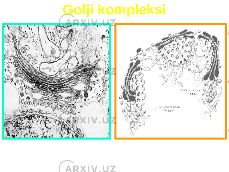 Golji kompleksi 