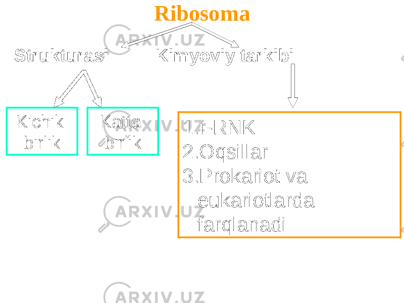 Ribosoma 1. r-RNK 2. Oqsillar 3. Prokariot va eukariotlarda farqlanadiStrukturasi Kimyoviy tarkibi Kichik birlik Katta birlik 