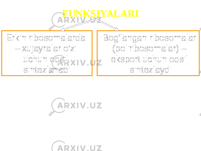 FUNKSIYALARI Erkin ribosomalarda – xujayralar o&#39;zi uchun oqsil sintezlanadi - Bog&#39;langan ribosomalar (poliribosomalar) – eksport uchun oqsil sintezlaydi 