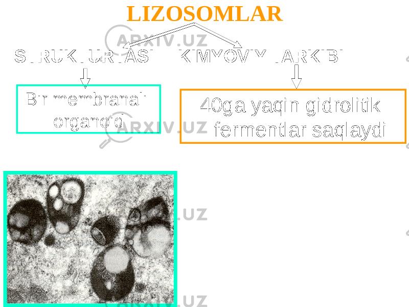 LIZOSOMLAR 40ga yaqin gidrolitik fermentlar saqlaydiSTRUKTURTASI KIMYOVIY TARKIBI Bir membranali organoid 