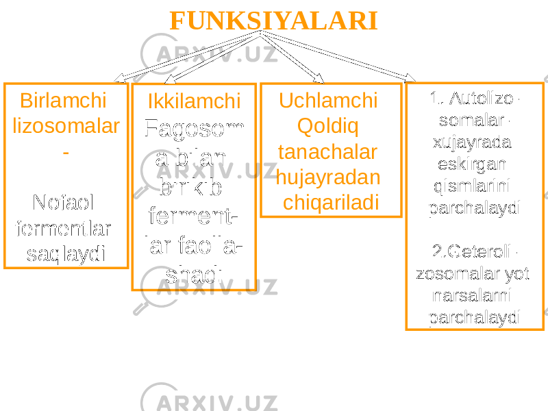 FUNKSIYALARI Birlamchi lizosomalar - Nofaol fermentlar saqlaydi Uchlamchi Qoldiq tanachalar hujayradan chiqariladiIkkilamchi Fagosom a bilan birikib ferment- lar faolla- shadi 1. Autolizo- somalar- xujayrada eskirgan qismlarini parchalaydi 2.Geteroli- zosomalar yot narsalarni parchalaydi 