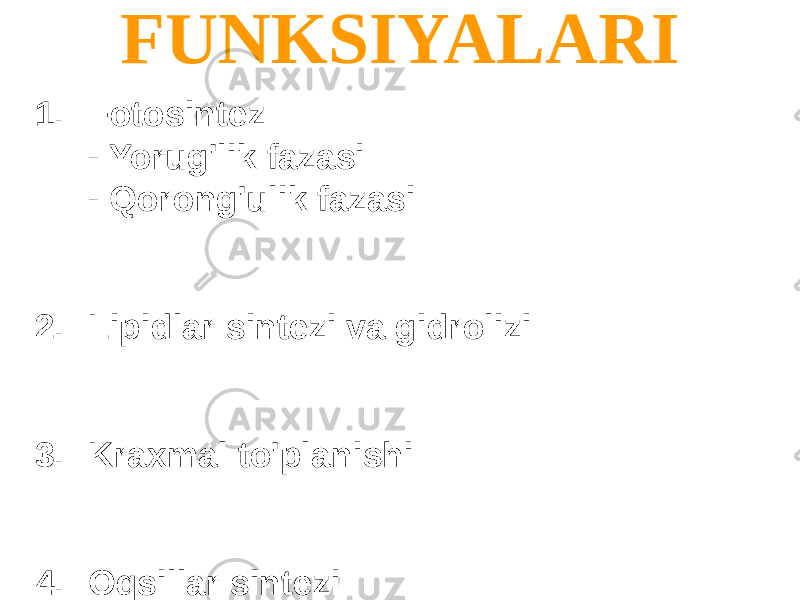 FUNKSIYALARI 1. Fotosintez - Yorug&#39;lik fazasi - Qorong&#39;ulik fazasi 2. Lipidlar sintezi va gidrolizi 3. Kraxmal to&#39;planishi 4. Oqsillar sintezi 