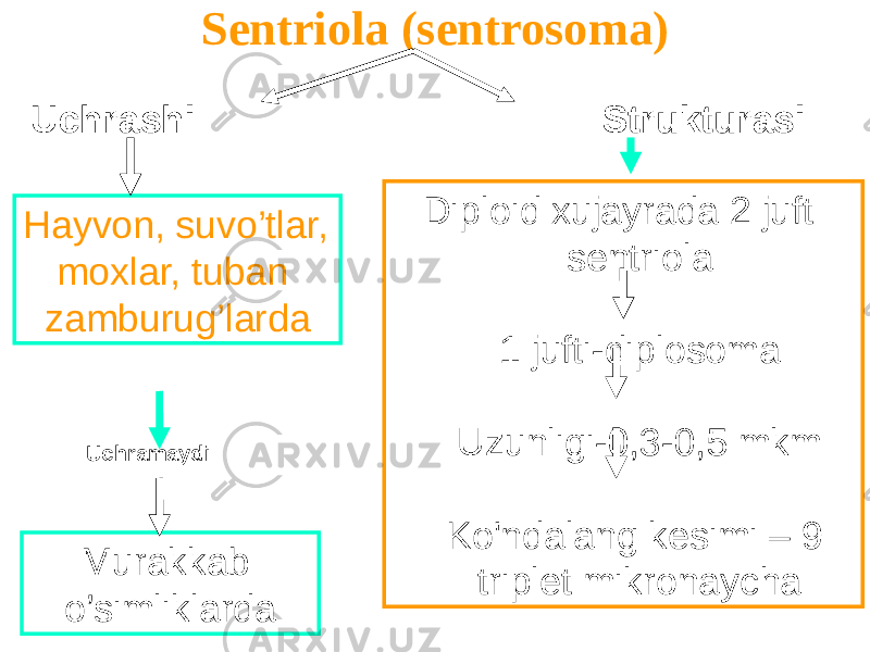 Sentriola (sentrosoma) Diploid xujayrada 2 juft sentriola 1 jufti-diplosoma Uzunligi-0,3-0,5 mkm Ko&#39;ndalang kesimi – 9 triplet mikronaycha Uchrashi Strukturasi Hayvon, suvo’tlar, moxlar, tuban zamburug’larda Murakkab o’simliklarda Uchramaydi 