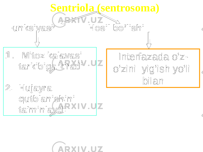 Interfazada o’z- o’zini yig’ish yo’li bilanFunksiyasi Hosil bo’lishi 1. Mitoz kalavasi tarkibiga kiradi 2. Hujayra qutblanishini ta&#39;minlaydi Sentriola (sentrosoma) 