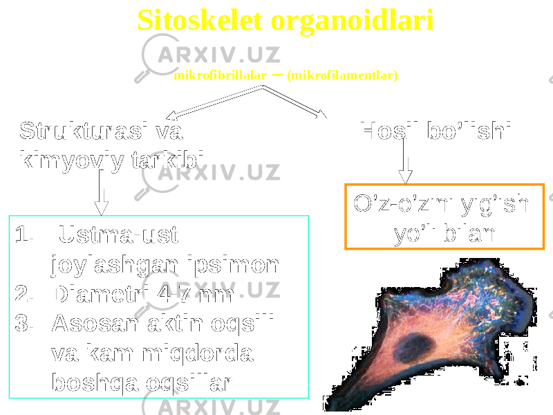 O’z-o’zini yig’ish yo’li bilanStrukturasi va Hosil bo’lishi kimyoviy tarkibi 1. Ustma-ust joylashgan ipsimon 2. Diametri 4-7 nm 3. Asosan aktin oqsili va kam miqdorda boshqa oqsillar Sitoskelet organoidlari mikrofibrillalar – (mikrofilamentlar) 