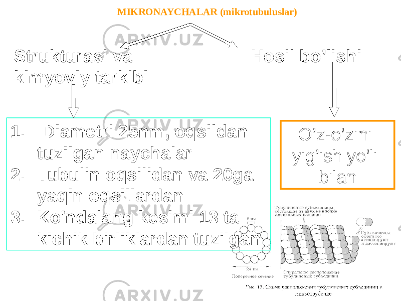 O’z-o’zini yig’ish yo’li bilanStrukturasi va Hosil bo’lishi kimyoviy tarkibi 1. Diametri 25nm, oqsildan tuzilgan naychalar 2. Tubulin oqsilidan va 20ga yaqin oqsillardan 3. Ko&#39;ndalang kesimi 13 ta kichik birliklardan tuzilgan MIKRONAYCHALAR (mikrotubuluslar) 