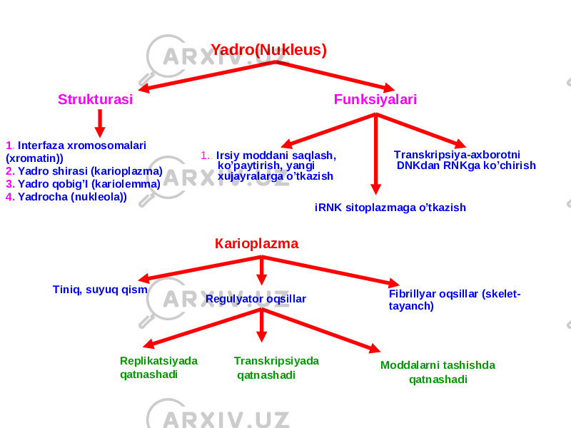 Yadro(Nukleus) Strukturasi Funksiyalari 1 . Interfaza xromosomalari (xromatin)) 2. Yadro shirasi (karioplazma) 3. Yadro qobig’I (kariolemma) 4. Yadrocha (nukleola)) 1. . Irsiy moddani saqlash, ko’paytirish, yangi xujayralarga o’tkazish Тranskripsiya-axborotni DNKdan RNKga ko’chirish iRNK sitoplazmaga o’tkazish Каrioplazma Тiniq, suyuq qism Fibrillyar oqsillar (skelet- tayanch)Regulyator oqsillar Replikatsiyada qatnashadi Тranskripsiyada qatnashadi Моddalarni tashishda qatnashadi 