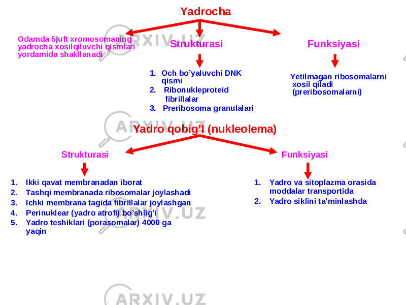  Yadrocha Strukturasi Funksiyasi Оdamda 5juft xromosomaning yadrocha xosilqiluvchi qismlari yordamida shakllanadi 1. Оch bo’yaluvchi DNK qismi 2. Ribonukleproteid fibrillalar 3. Preribosoma granulalari Yetilmagan ribosomalarni xosil qiladi (preribosomalarni) Yadro qobig’I (nukleolema) Strukturasi Funksiyasi 1. Yadro va sitoplazma orasida moddalar transportida 2. Yadro siklini ta’minlashda1. Ikki qavat membranadan iborat 2. Таshqi membranada ribosomalar joylashadi 3. Ichki membrana tagida fibrillalar joylashgan 4. Perinuklear (yadro atrofi) bo’shlig’i 5. Yadro teshiklari (porasomalar) 4000 ga yaqin 