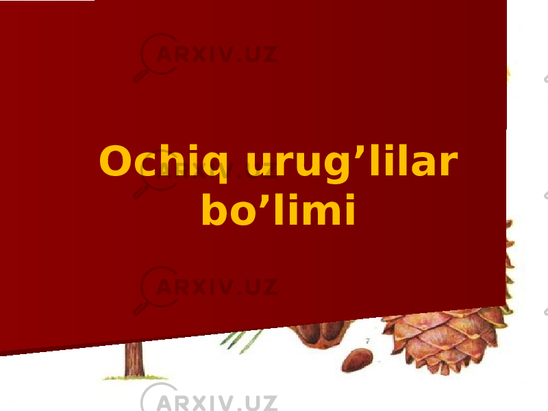 Ochiq urug’lilar bo’limi 