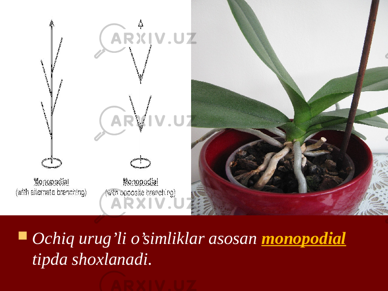  Ochiq urug’li o’simliklar asosan monopodial tipda shoxlanadi. 