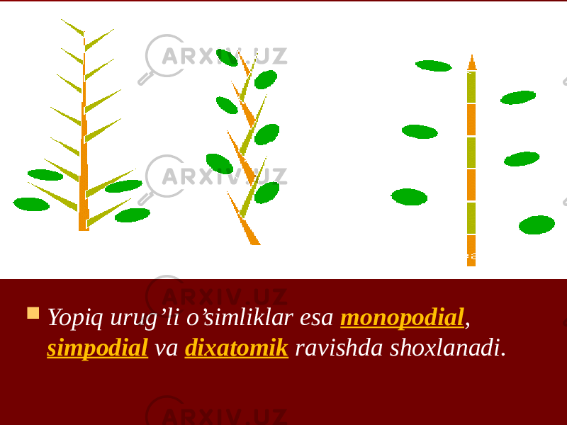  Yopiq urug’li o’simliklar esa monopodial , simpodial va dixatomik ravishda shoxlanadi. 