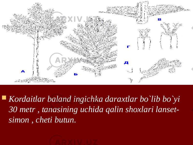  Kordaitlar baland ingichka daraxtlar bo`lib bo`yi 30 metr , tanasining uchida qalin shoxlari lanset- simon , cheti butun. 