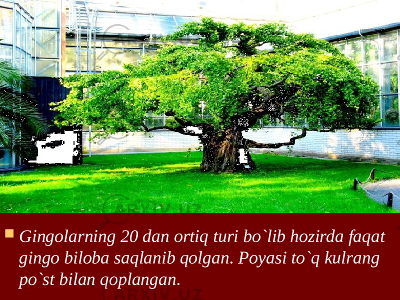  Gingolarning 20 dan ortiq turi bo`lib hozirda faqat gingo biloba saqlanib qolgan. Poyasi to`q kulrang po`st bilan qoplangan. 