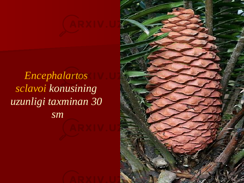 Encephalartos sclavoi konusining uzunligi taxminan 30 sm 