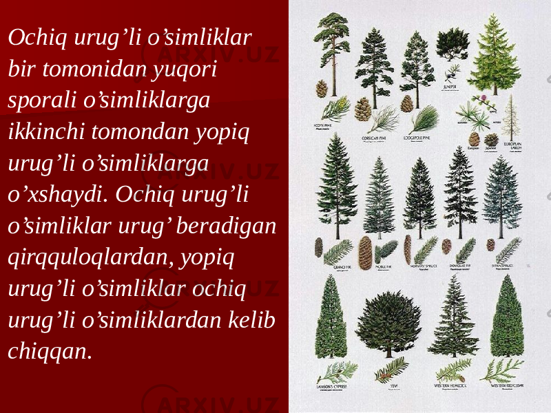 Ochiq urug’li o’simliklar bir tomonidan yuqori sporali o’simliklarga ikkinchi tomondan yopiq urug’li o’simliklarga o’xshaydi. Ochiq urug’li o’simliklar urug’ beradigan qirqquloqlardan, yopiq urug’li o’simliklar ochiq urug’li o’simliklardan kelib chiqqan. 