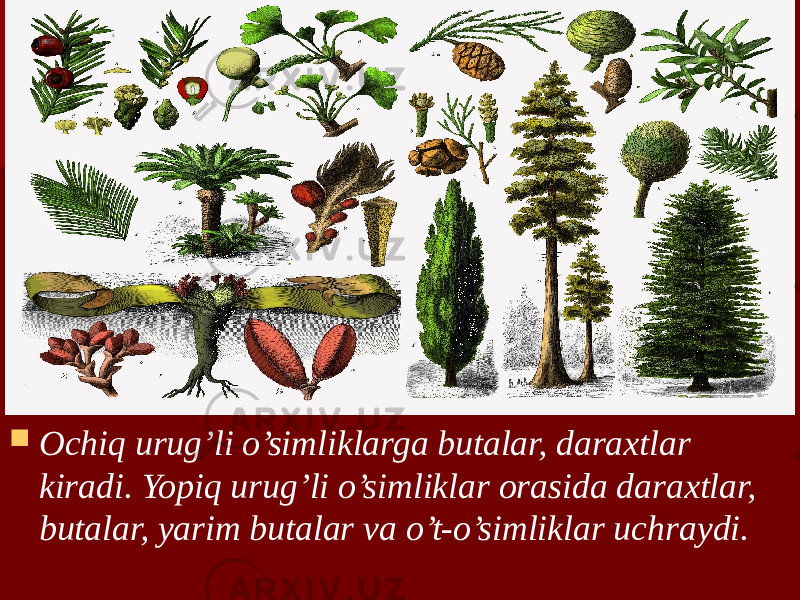  Ochiq urug’li o’simliklarga butalar, daraxtlar kiradi. Yopiq urug’li o’simliklar orasida daraxtlar, butalar, yarim butalar va o’t-o’simliklar uchraydi. 