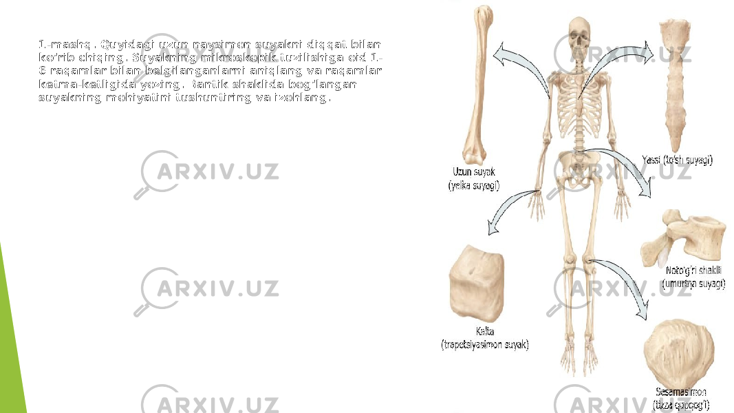 1-mashq. Quyidagi uzun naysimon suyakni diqqat bilan ko’rib chiqing. Suyakning mikroskopik tuzilishiga oid 1- 6 raqamlar bilan belgilanganlarni aniqlang va raqamlar ketma-ketligida yozing. Bantik shaklida bog’langan suyakning mohiyatini tushuntiring va izohlang. 