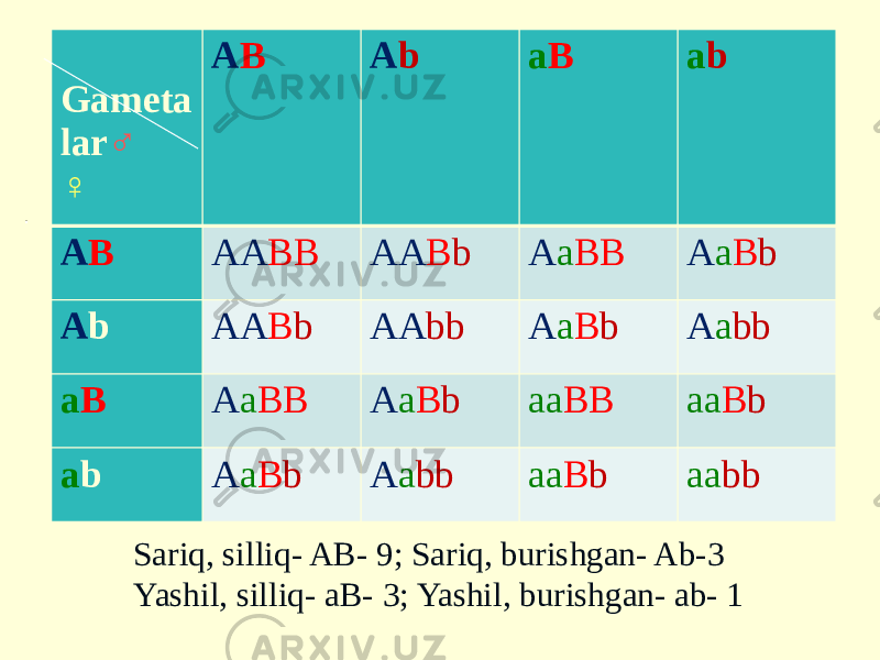 . Sariq, silliq- AB- 9; Sariq, burishgan- Ab-3 Yashil, silliq- aB- 3; Yashil, burishgan- ab- 1 Gameta lar ♂ ♀ A B A b a B a b A B AA BB AA B b A a BB A a B b A b AA B b AA bb A a B b A a bb a B A a BB A a B b aa BB aa B b a b A a B b A a bb aa B b aa bb 