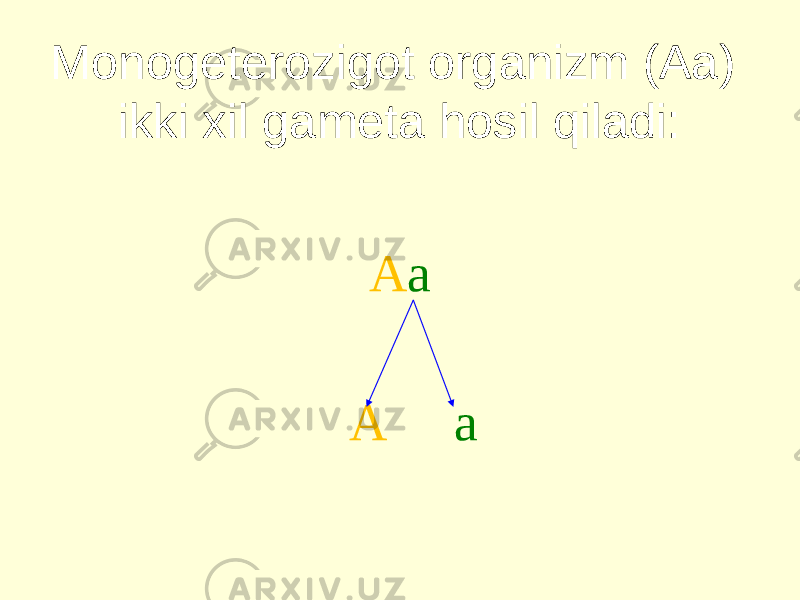 Monogeterozigot organizm (Aa) ikki xil gameta hosil qiladi: A a A a 