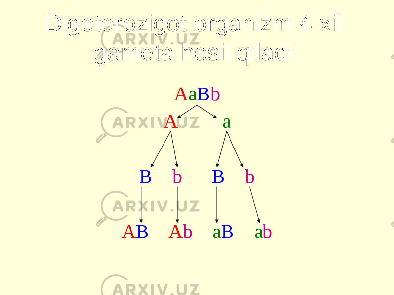 Digeterozigot organizm 4 xil gameta hosil qiladi: A a B b A a B b B b A B A b a B a b 