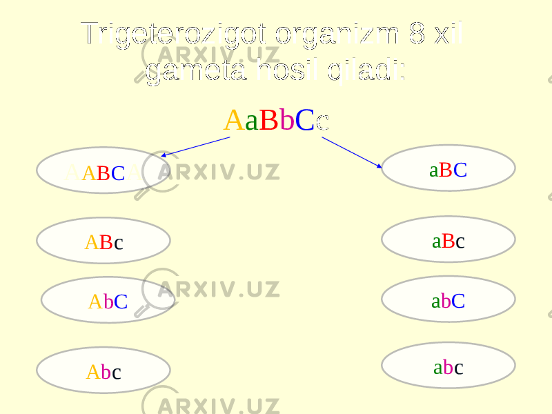 Trigeterozigot organizm 8 xil gameta hosil qiladi: A a B b C c A A B C A A B c A b C A b c a B C a B c a b C a b c 