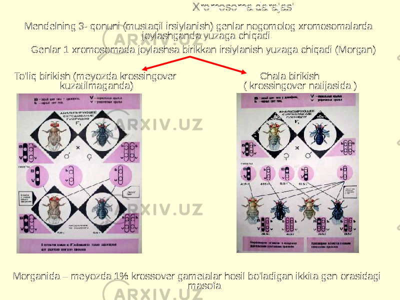  Xromosoma darajasi To&#39;liq birikish (meyozda krossingover kuzatilmaganda)Mendelning 3- qonuni (mustaqil irsiylanish) genlar nogomolog xromosomalarda joylashganda yuzaga chiqadi. Genlar 1 xromosomada joylashsa birikkan irsiylanish yuzaga chiqadi (Morgan) Chala birikish  ( krossingover natijasida ) Morganida – meyozda 1% krossover gametalar hosil bo&#39;ladigan ikkita gen orasidagi masofa  