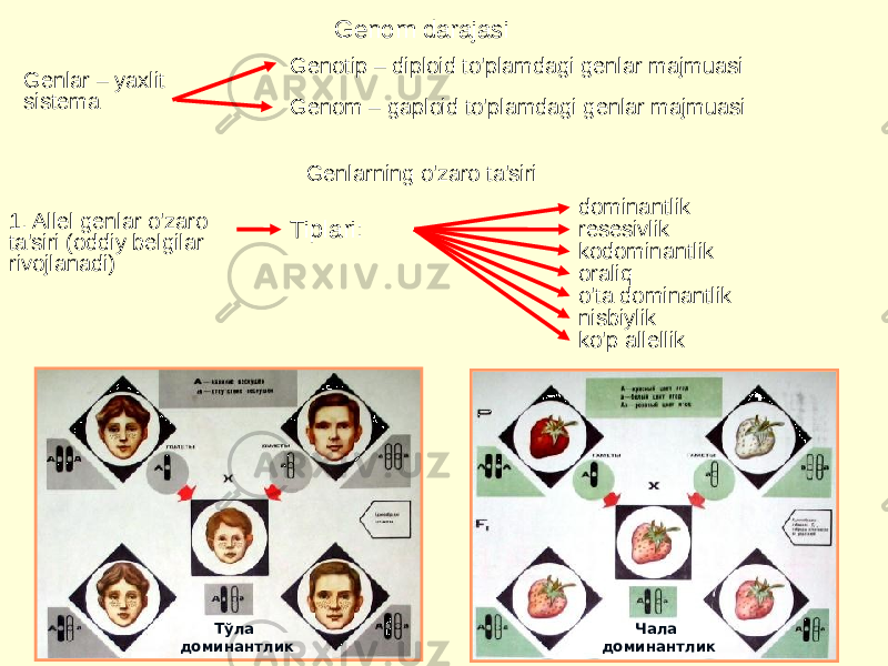 Genom darajasi Genlar – yaxlit sistema Genotip – diploid to&#39;plamdagi genlar majmuasi Genom – gaploid to&#39;plamdagi genlar majmuasi Genlarning o&#39;zaro ta&#39;siri 1. Allel genlar o&#39;zaro ta&#39;siri (oddiy belgilar rivojlanadi) Tiplari: dominantlik resesivlik kodominantlik oraliq o&#39;ta dominantlik nisbiylik ko&#39;p allellik Тўла доминантлик Чала доминантлик 