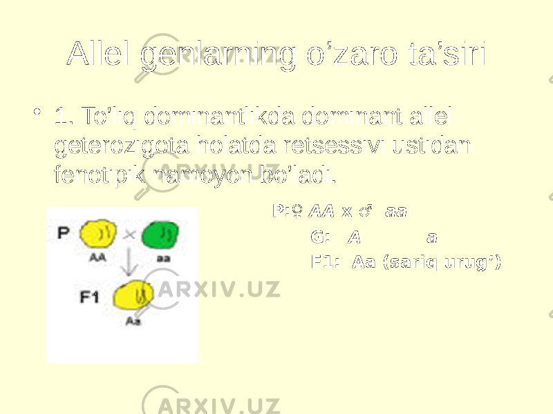 Allel genlarning o’zaro ta’siri • 1. To’liq dominantlikda dominant allel geterozigota holatda retsessivi ustidan fenotipik namoyon bo’ladi. P:♀ AA x ♂ aa G: A a F1: Aa (sariq urug’) 