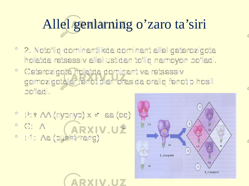 Allel genlarning o’zaro ta’siri • 2. Noto’liq dominantlikda dominant allel geterozigota holatda retsessiv allel ustidan to’liq namoyon bo’ladi. • Geterozigota holatda dominant va retsessiv gomozigotalar fenotiplari orasida oraliq fenotip hosil bo’ladi. • P:♀ AA (пурпур) x ♂ aa (oq) • G: A a • F1: Aa (pushti rang) 